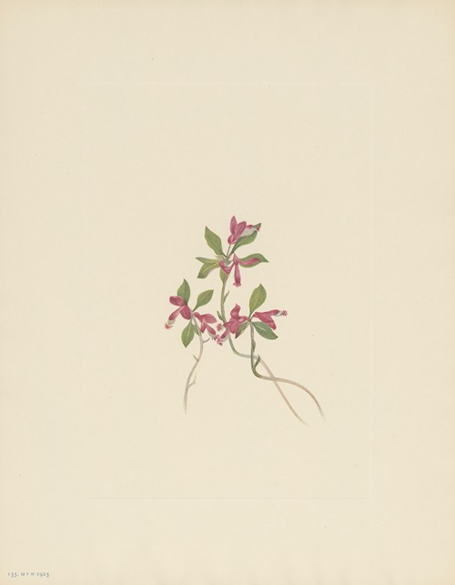 Fringed Polygala (Polygala paucifolia)