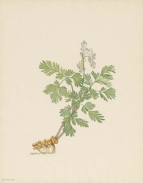 Squirrelcorn (Bikukulla canadensis)