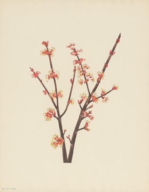 Red Maple (Acer rubrum)