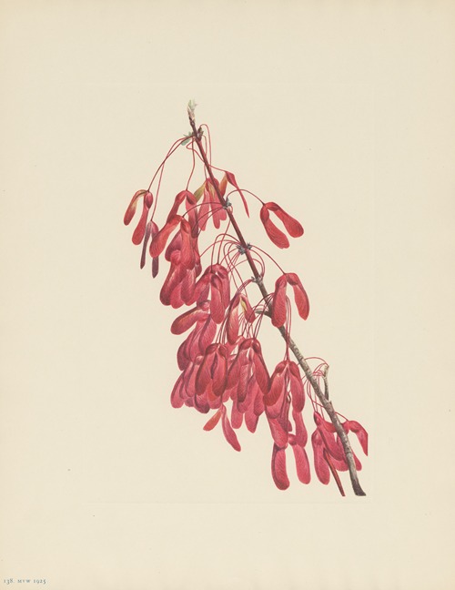 Carolina Maple (Acer carolinianum)