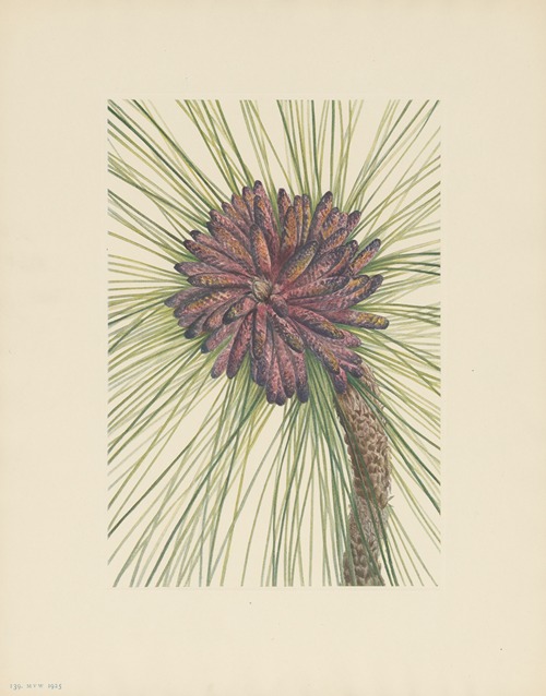 Longleaf Pine (Pinus palustris)