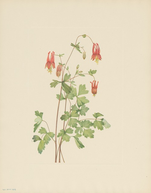 American Columbine (Aquilegia canadensis)