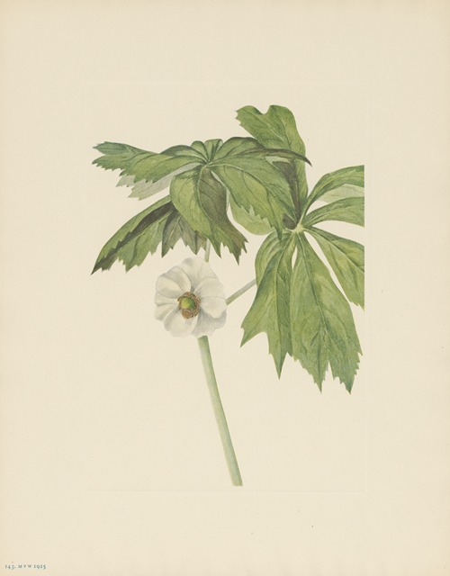 Mayapple (Podophyllum peltatum)
