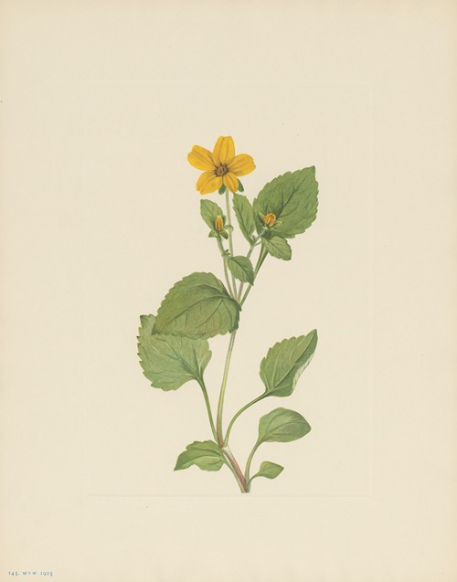 Goldenstar (Chrysogonum virginianum)