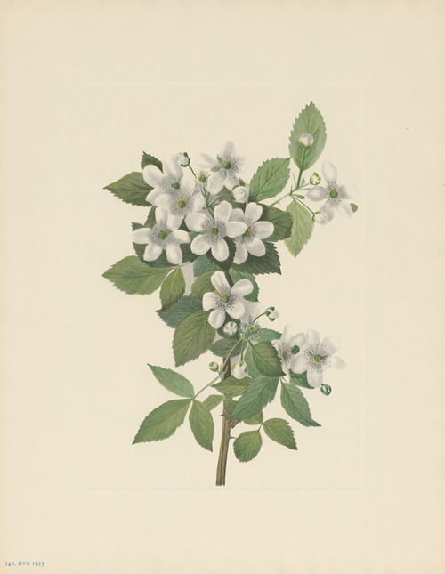 Highbush Blackberry (Rubus argutus)