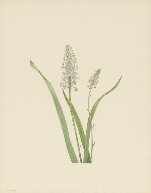 Crowpoison (Chrosperma muscaetoxicum)