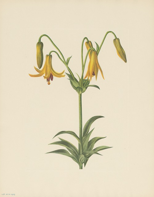 Canada Lily (Lilium canadense)