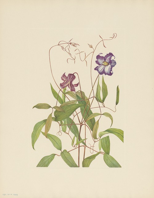 Curly Clematis (Clematis crispa)