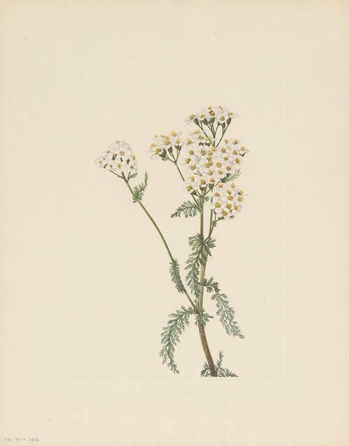 Western Yarrow (Achillea lanulosa)