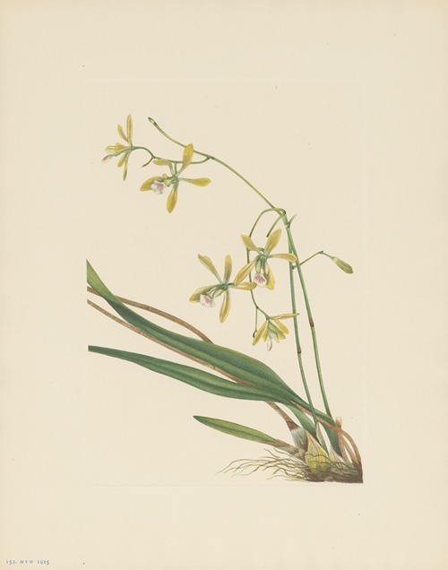 Tampa Epidendrum (Epidendrum tampense)
