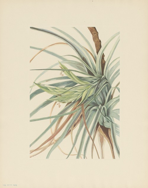 Tillandsia (Tillandsia fasciculata)