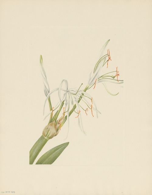Spiderlily (Hymenocallis rotata)