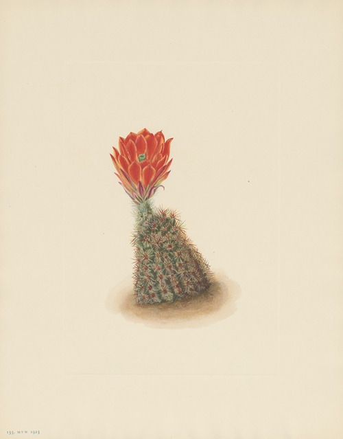 Lloyds Strawberry-cactus (Echinocereus lloydii)