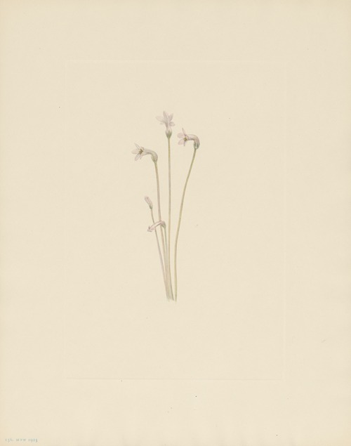 Ghostpipe (Thalesia uniflora)