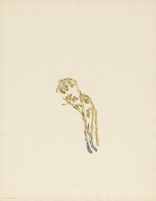 Pale Pinesap (Hypopitys americana)