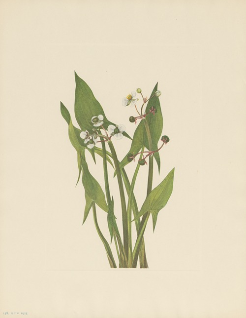 Arum Arrowhead (Sagittaria cuneata)