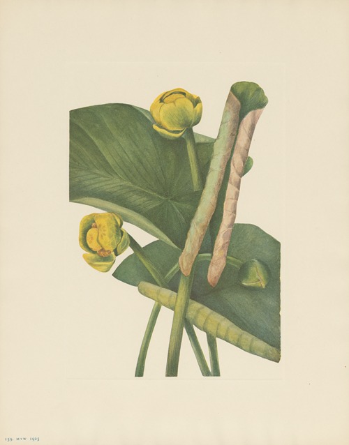 Spatterdock (Nymphaea advena)