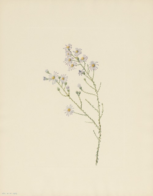 Pineland Aster (Aster squarrosus)