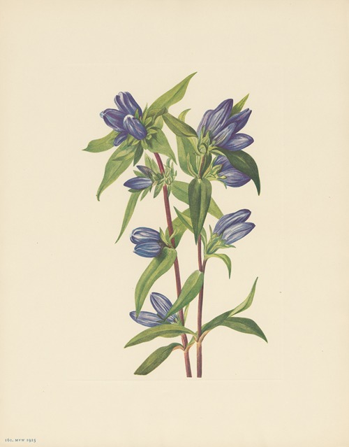 Bottle Gentian (Gentiana saponaria)