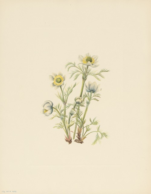 Plume Anemone (flower) (Pulsatilla occidentalis)