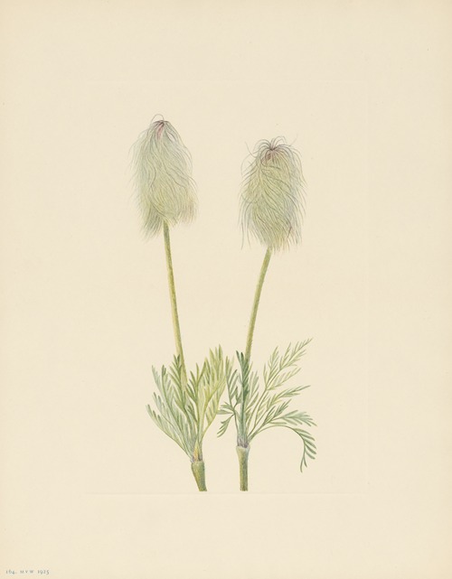Plume Anemone (fruit) (Pulsatilla occidentalis)