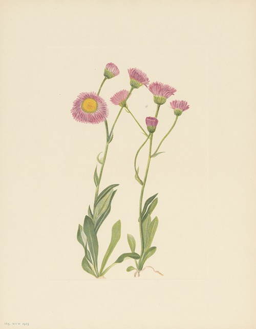 Meadow Fleabane (Erigeron speciosus)