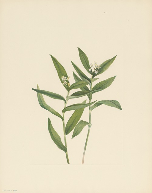 Star Solomonplume (Vagnera stellata)