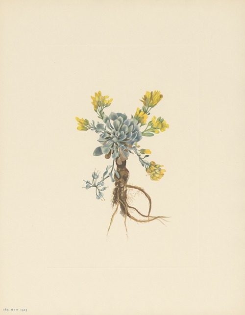 Double Bladderpod (flower) (Physaria didymocarpa)