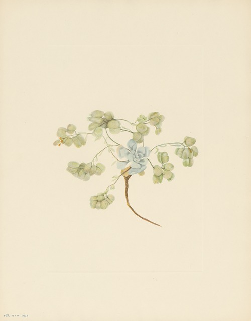 Double Bladderpod (fruit) (Physaria didymocarpa)