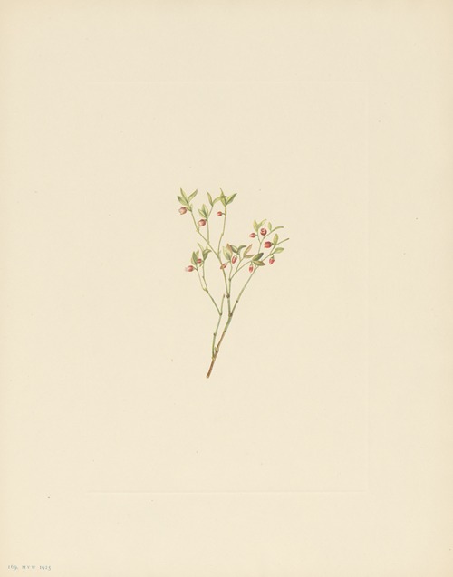 Grouse Whortleberry (flower) (Vaccinium scoparium)