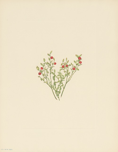 Grouse Whortleberry (fruit) (Vaccinium scoparium)