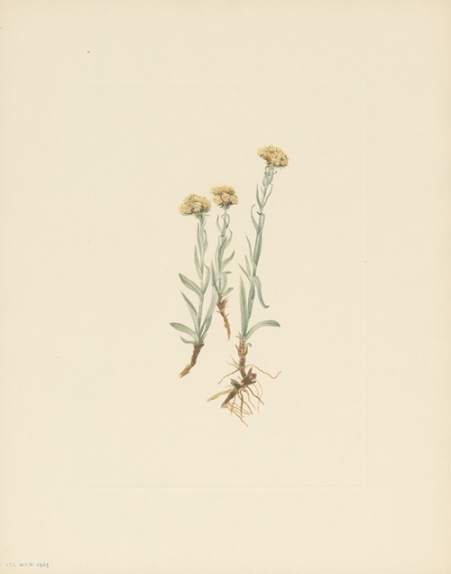 Buff Pussytoes (Antennaria luzuloides)