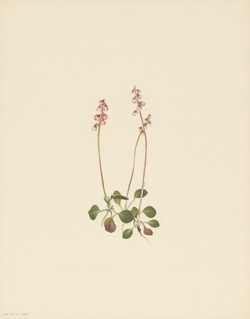 Small Pyrola (Pyrola minor)