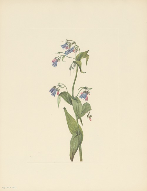 Western Bluebells (Mertensia paniculata)