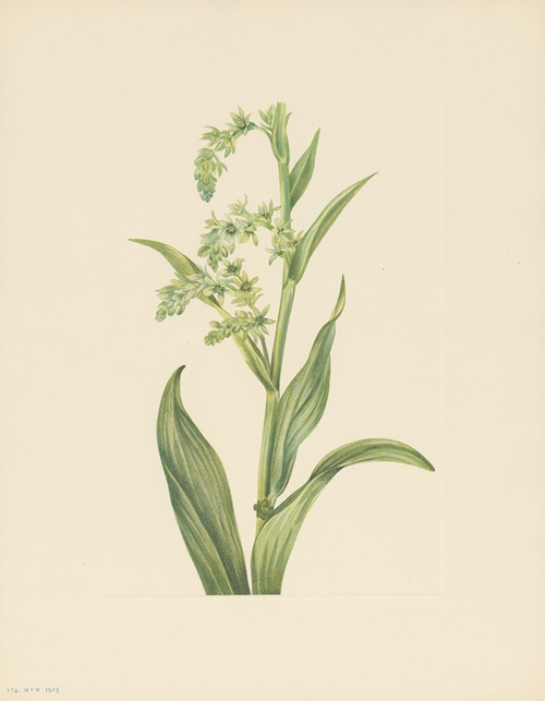 Green Bearcabbage (Veratrum viride)
