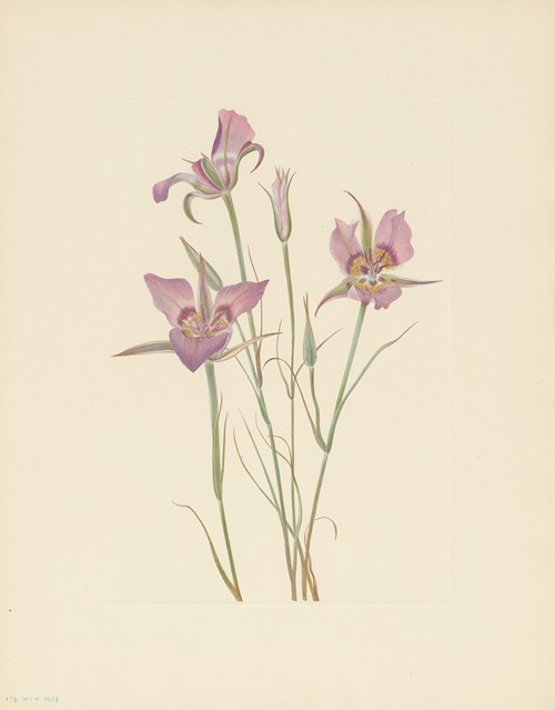 Sagebrush Mariposa (Calochortus macrocarpus)