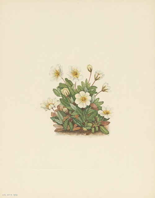 White Dryad (flower) (Dryas octopetala)