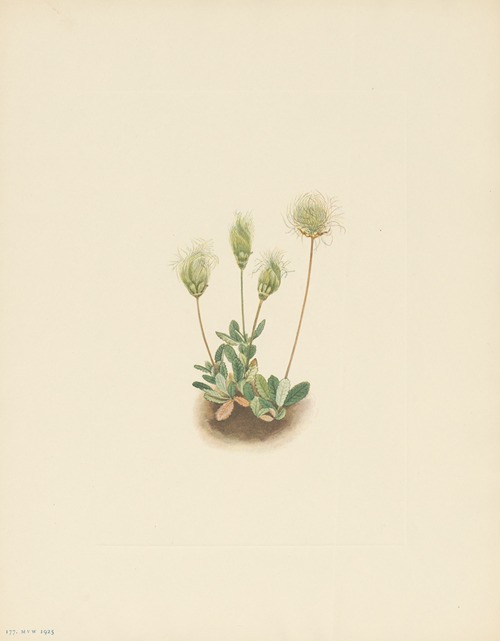 White Dryad (fruit) (Dryas octopetala)