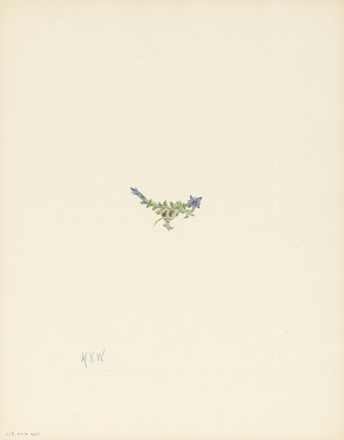 Moss Gentian (Gentiana prostrata)