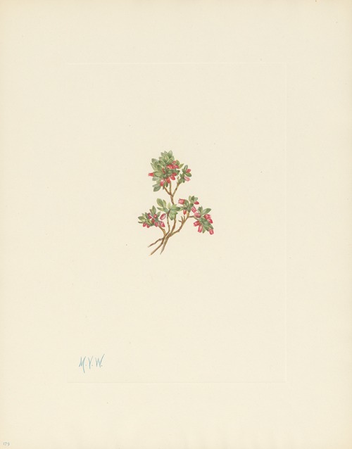 Low Whortleberry (Vaccinium caespitosum)