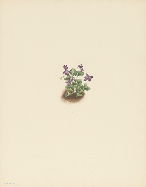 Purple Mountain Violet (Viola adunca)