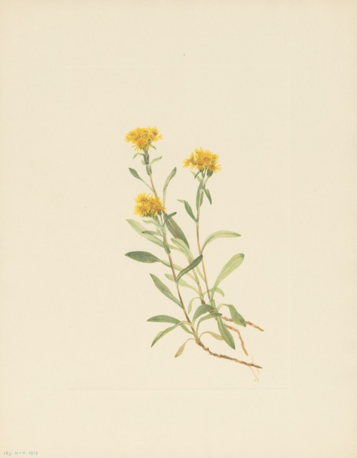 Sidesaddle Goldenrod (Solidago ciliosa)