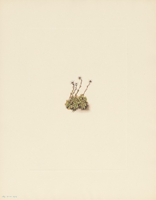 Tufted Saxifrage (Saxifraga caespitosa)