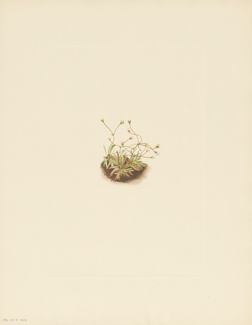 Pygmy Androsace (Androsace subumbellata)