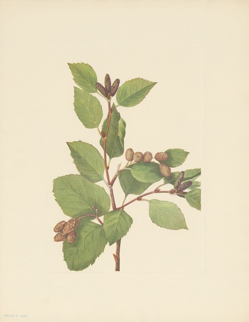 Western Green Alder (Alnus sinuata)