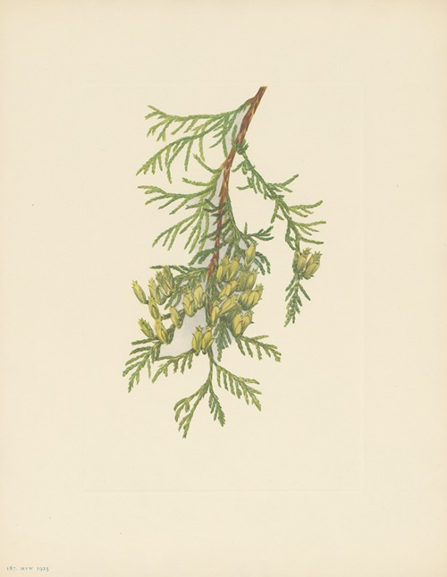 Giant Arborvitae (Thuja plicata)