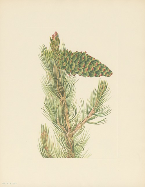 Limber Pine (Pinus flexilis)