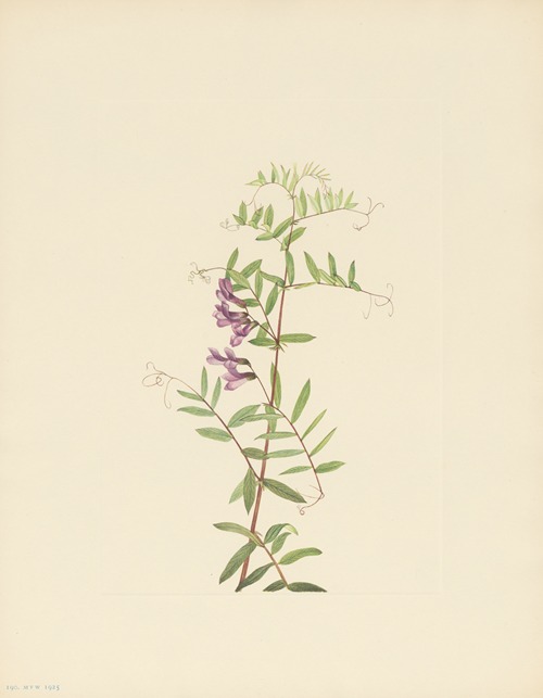 American Vetch (Vicia americana)