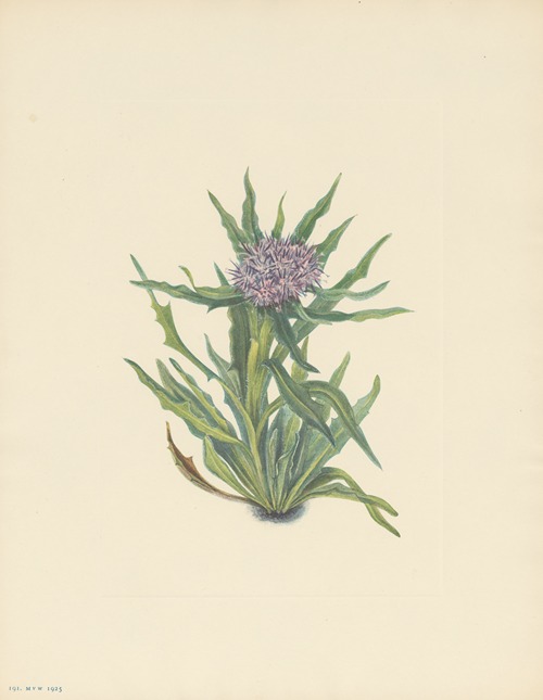 Saussurea (Saussurea densa)