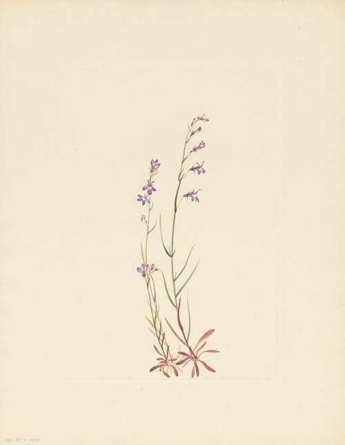 Brook Lobelia (Lobelia kalmii)